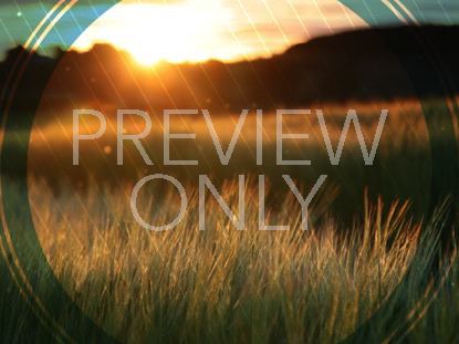Fall Harvest Barley Field