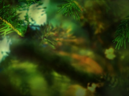 Green Pine