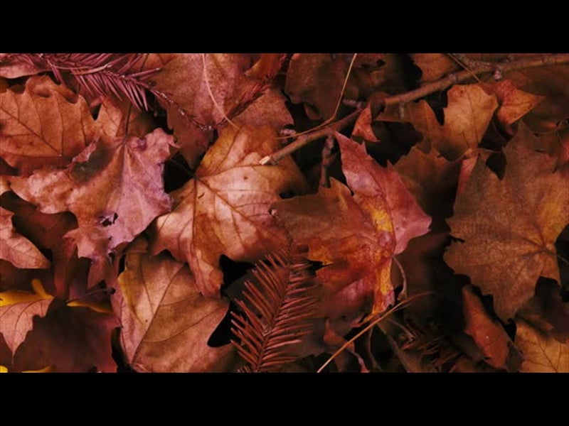 Autumn Leaves 11