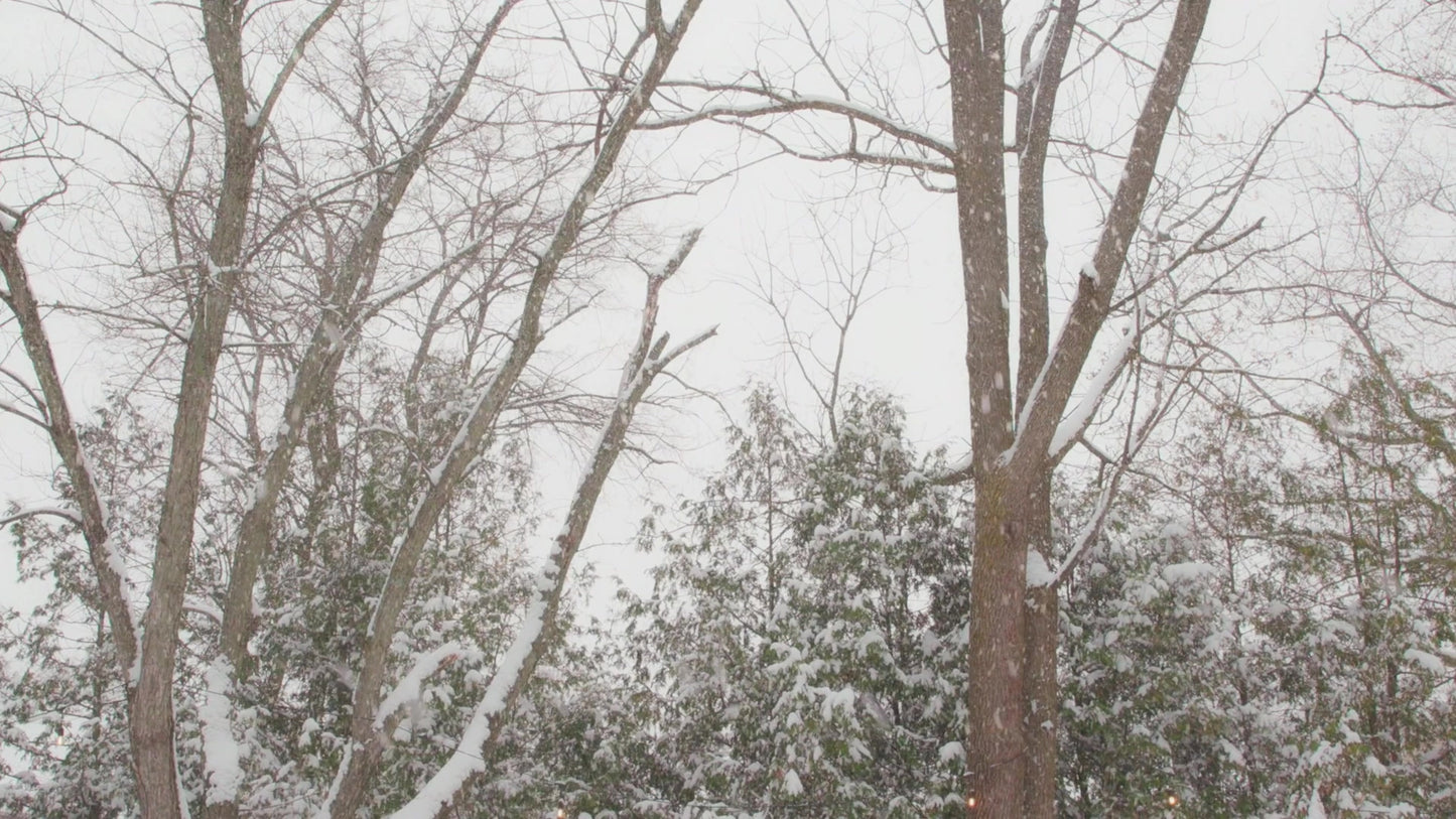 Winter Woods Still 20