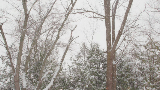 Winter Woods Still 20