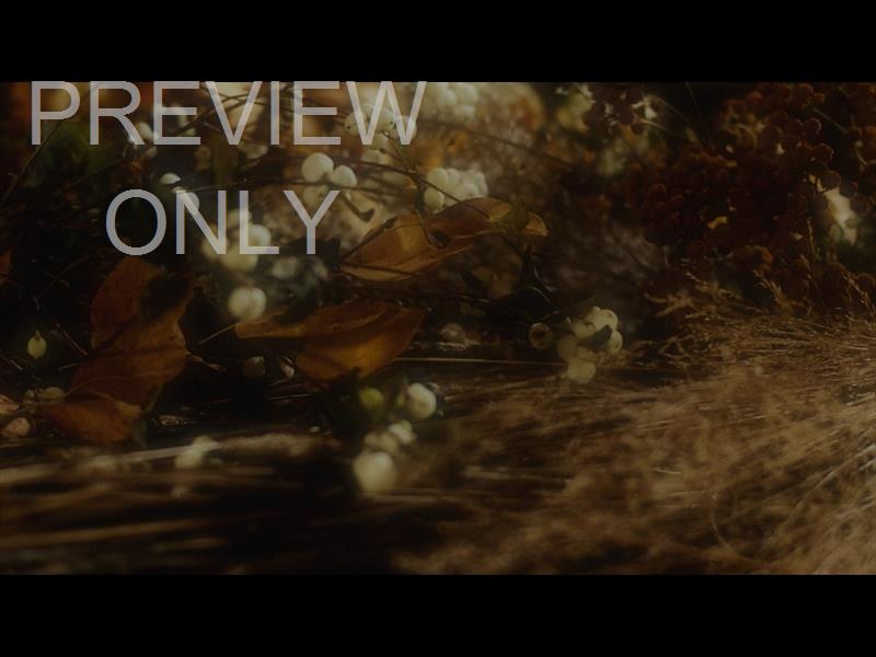 Flora Fall Still 01