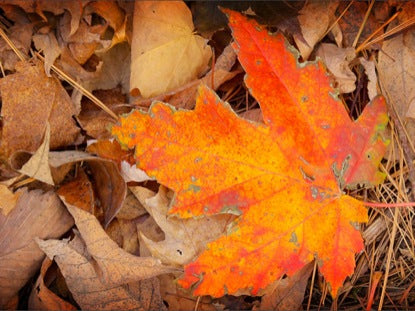 Autumn Long Loop