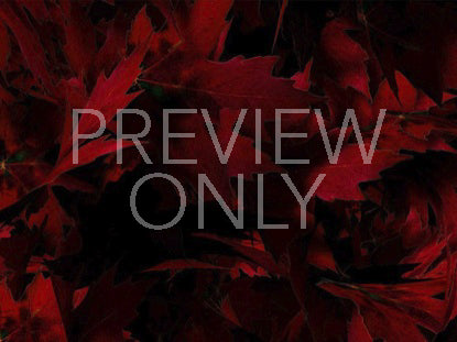 Leaves Red