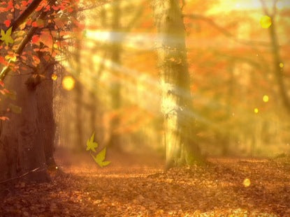 Fall Forest Background