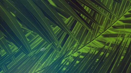 Palm Sunday Streaming 02