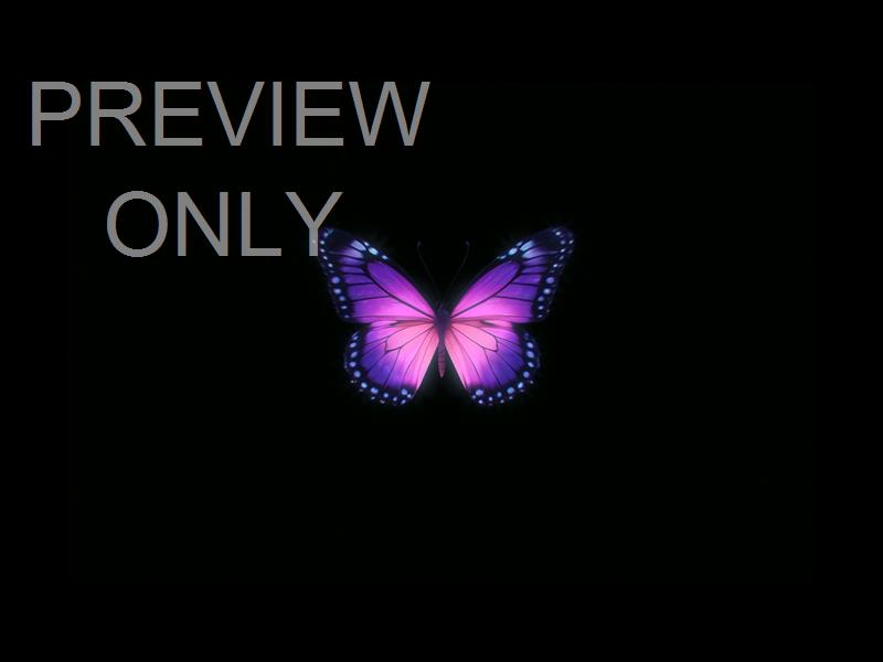 Butterflies 4 Still