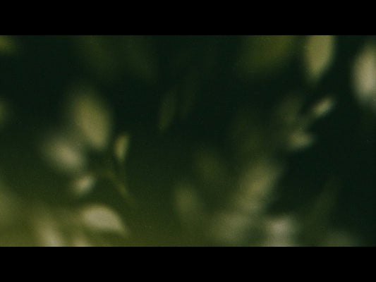 Autumn Again Loop 03