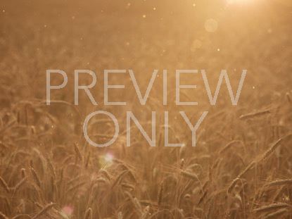 Summer Wheat Golden