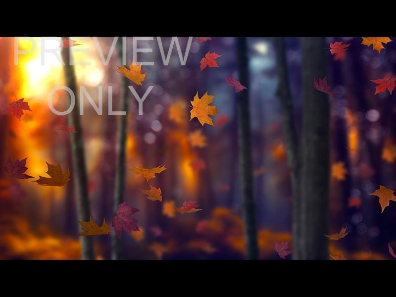 Fall Woods 8 Still