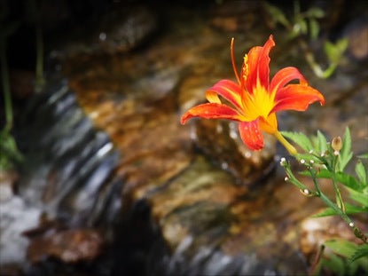 Day Lily Stream Loop