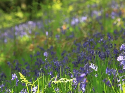 Bluebells Long Play