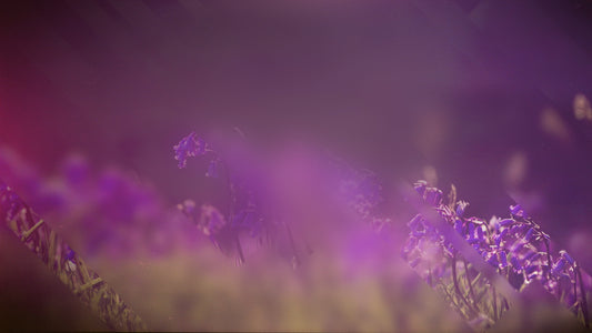 Spring Journey 13 Still