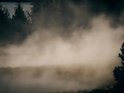 Misty Lent Forest