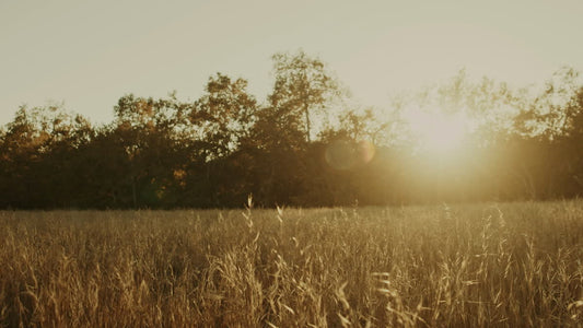 Autumn Meadow Still 13