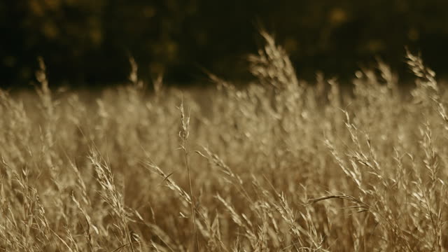 Autumn Meadow Motion Background 17