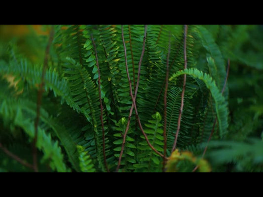 Springs Embrace Motion Background 11