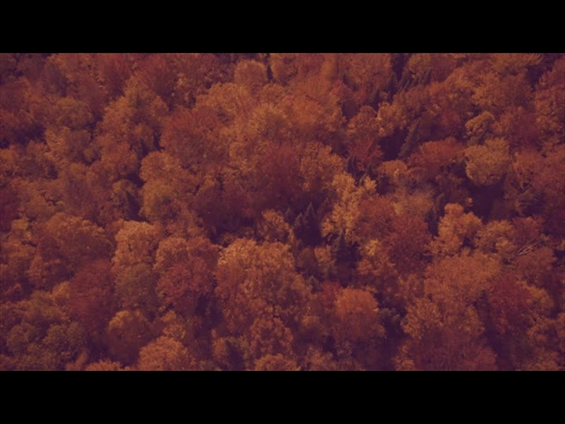 Epic Autumn Aerial Overhead Slow