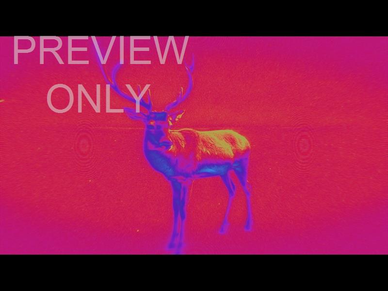 Bible Animals 2 Deer Color Map Still