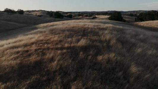 Golden Pastures Motion Background 02