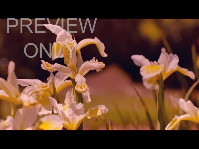 Mothers Day Garden 4 Still