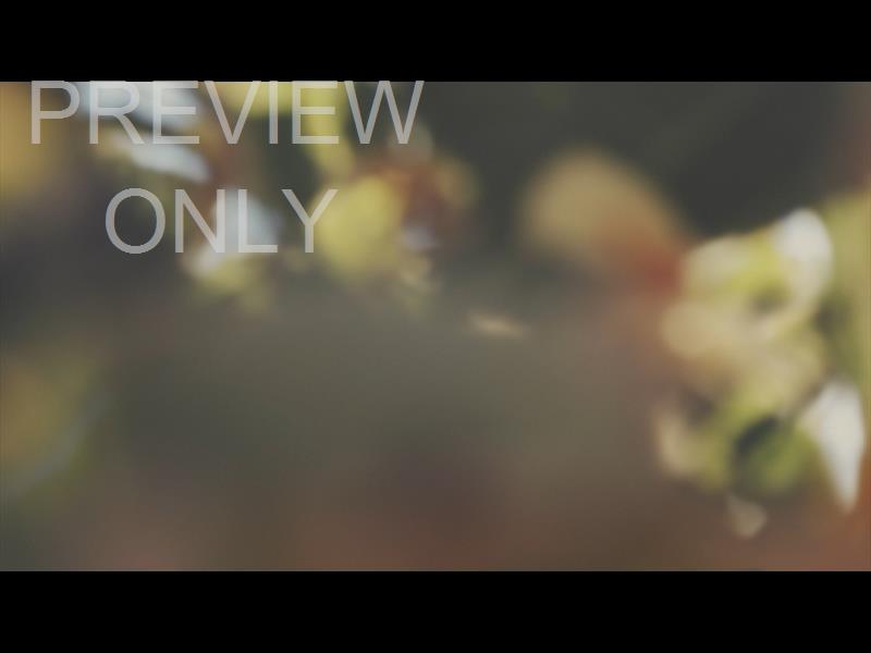 Gardenista Still 08