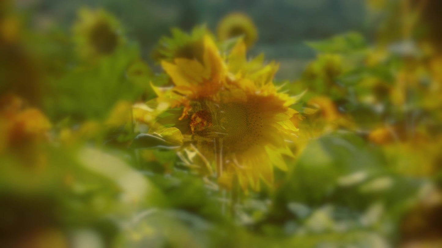 Muted Spring Sunflower Still