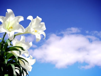 Easter Lily Sky Clouds