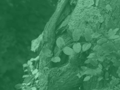 Natural Serenity Motion 3