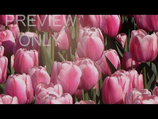 Flower Garden Still 02