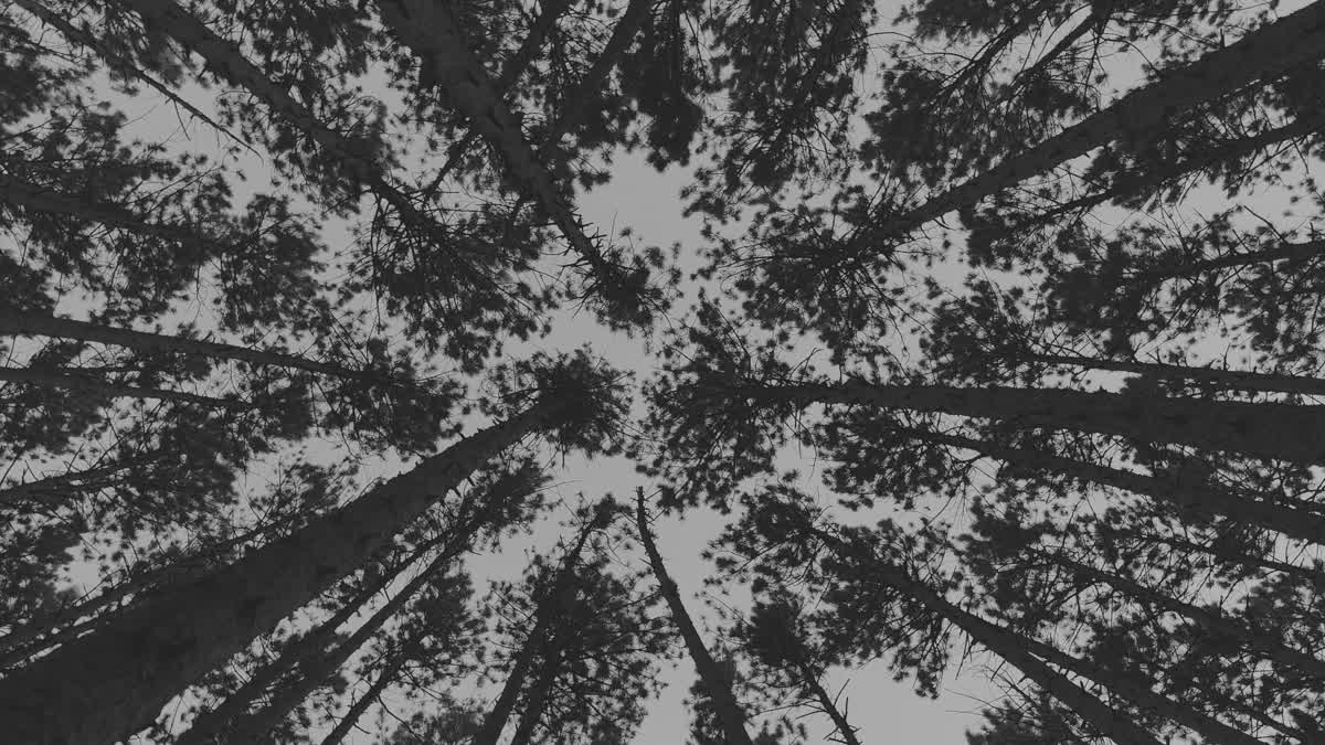 The Forest 3 Bw Still