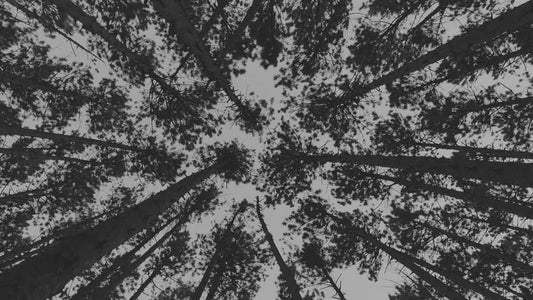 The Forest 3 Bw Still