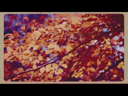 Leaves Closeup Retro