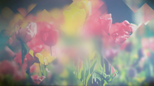 Spring Journey 15 Still