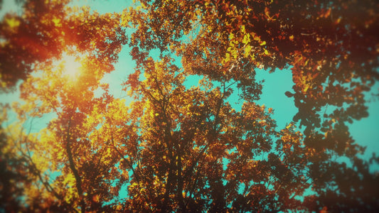 Autumn Canopies 6 Still