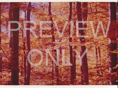 Warm Woods Retro