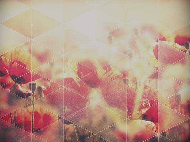 Opaque Triangles Poppies