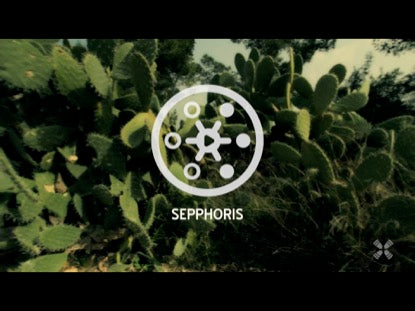 Promised Land Sepphoris