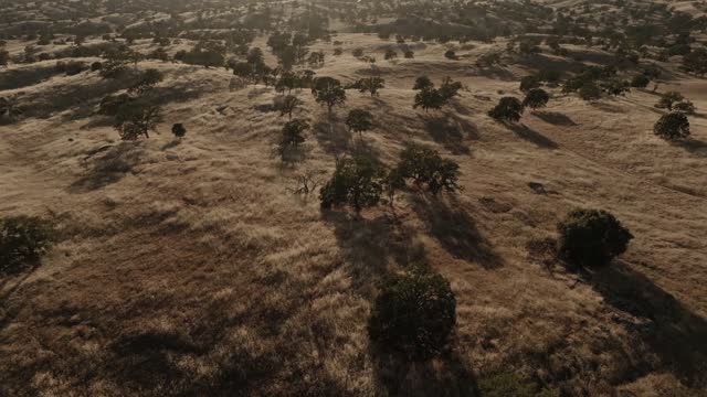 Golden Pastures Motion Background 08