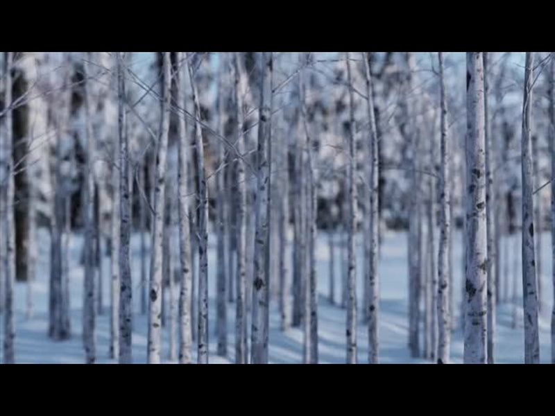 Christmas Joy: Winter Trees 03