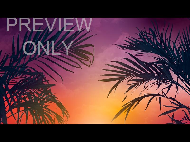 Sun Palms 5 Still