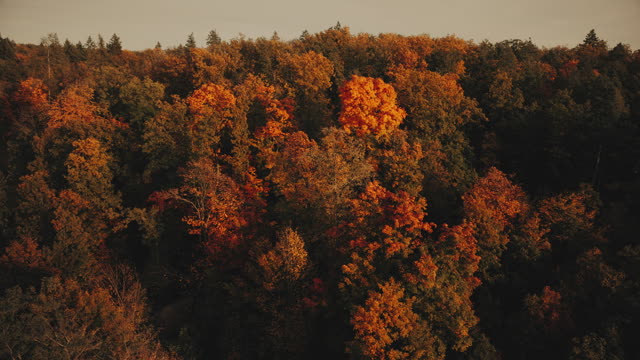 Autumn Foliage 1