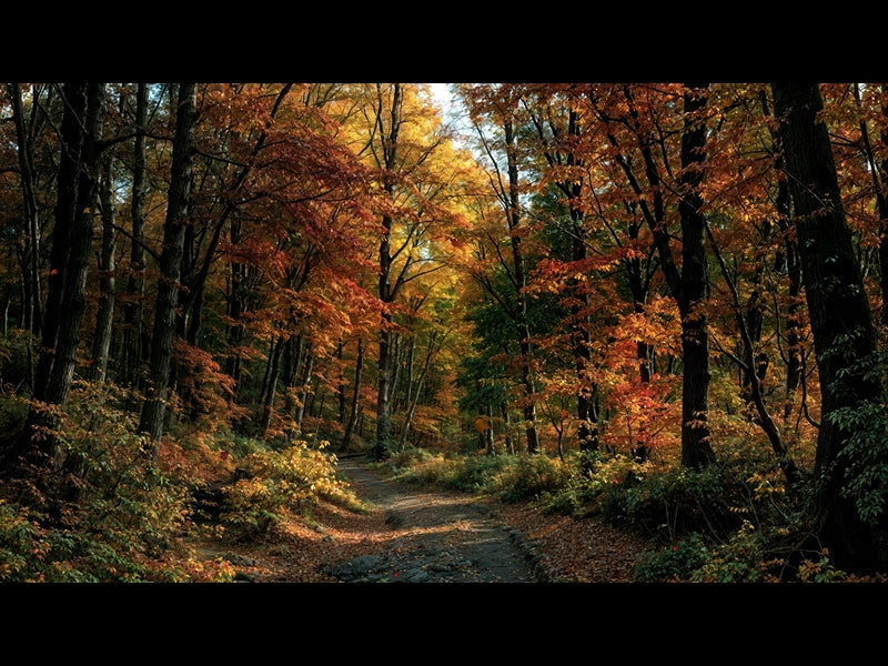 Forest Fall 12