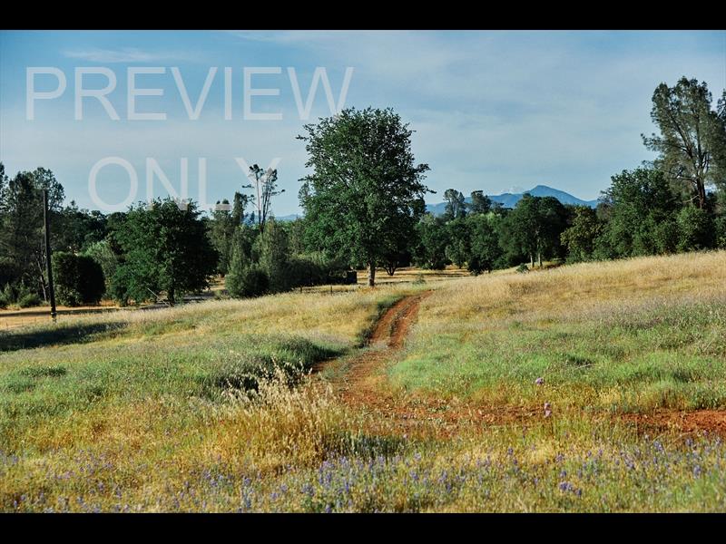 Grassy Field Pathway