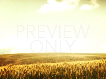 Grassy Meadow Wheat Still