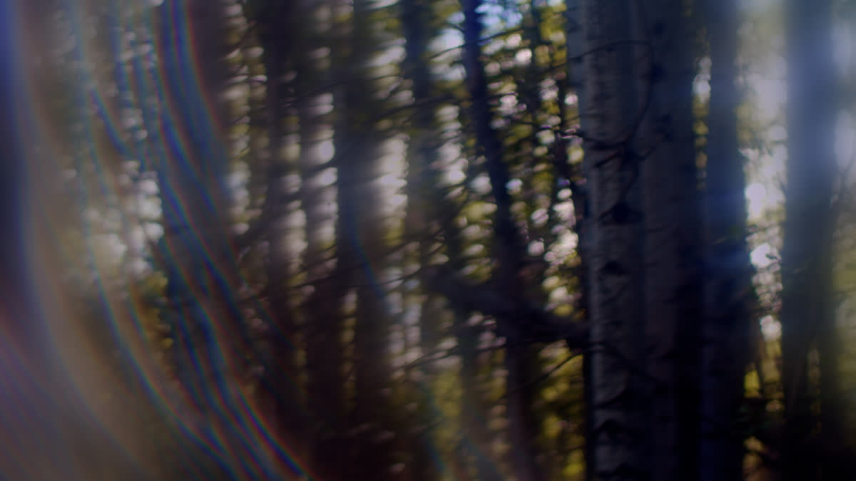 Like A Tree Still 03