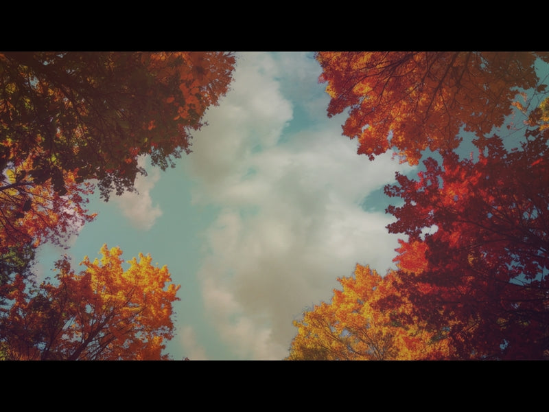 Fall Trees 3