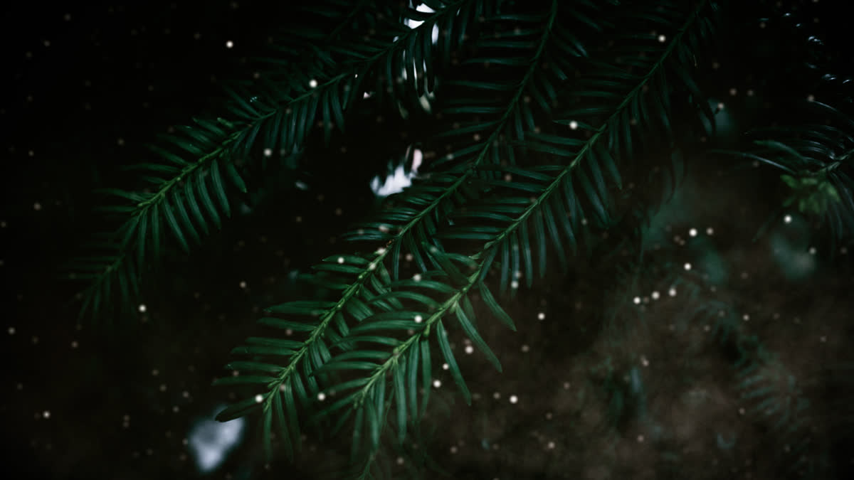 Evergreen 7