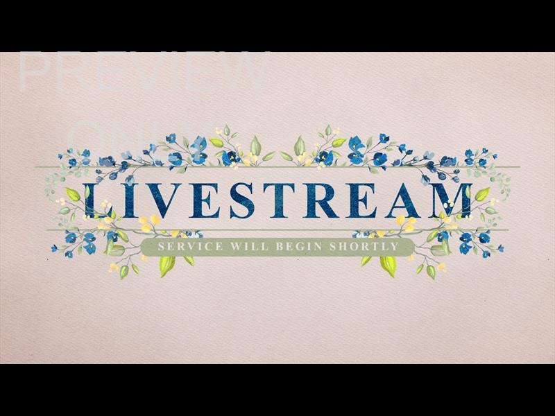Petite Flower: Still Livestream