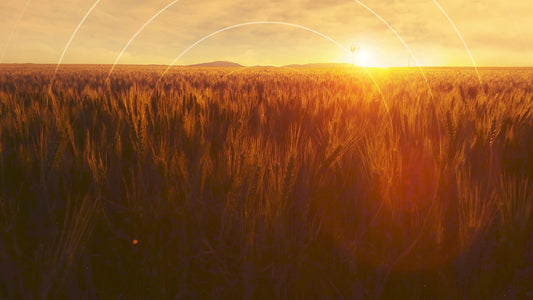 Golden Hour Sunset Radial Still